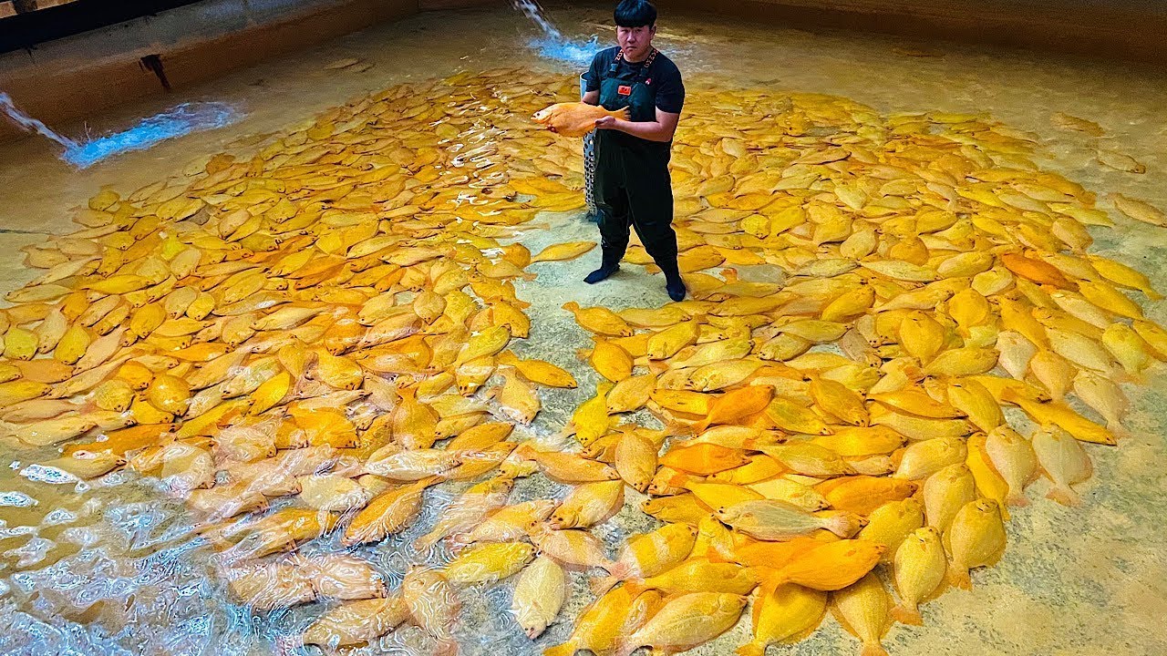 Com mais de 1,6 milhão de toneladas por ano e um sistema ultratecnológico de cultivo marinho, a Coreia do Sul transforma algas e ostras em um império da aquicultura e domina espécies que nenhum outro país produz em tão alto nível