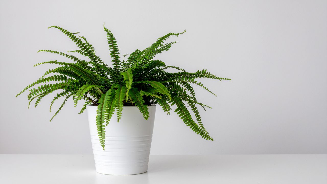 Descubra por que a samambaia-de-boston é chamada de “ar-condicionado natural” e como essa planta ajuda a deixar o ambiente mais fresco, úmido e confortável dentro de casa.