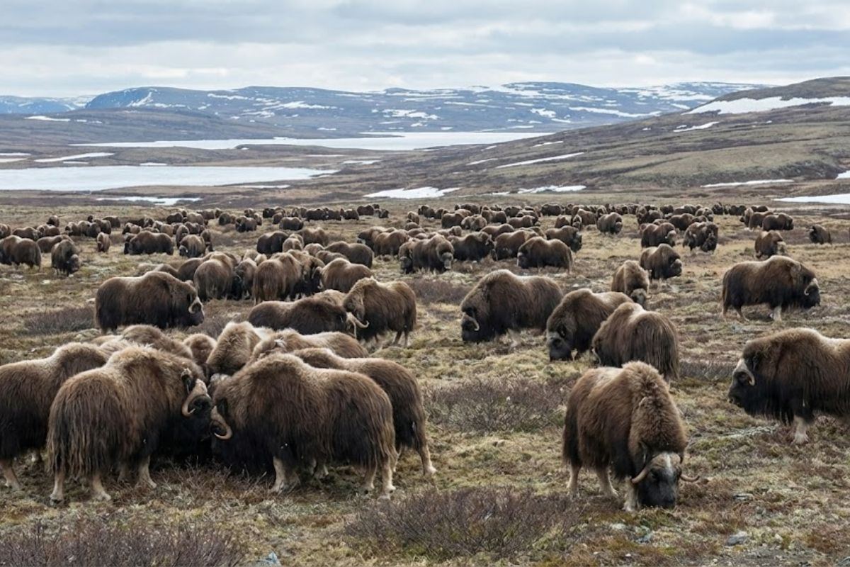 Bois-almiscarados transformam a tundra ártica estabilizam o permafrost ampliam sequestro de carbono e reduzem o degelo com efeitos climáticos visíveis por satélite.