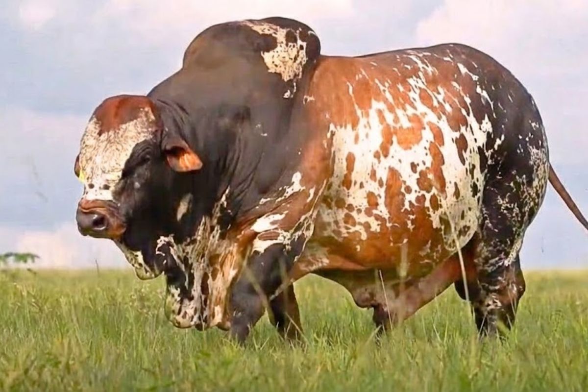 zebu africano Boran enfrenta desconfiança no sertão e precisa provar no pasto seco e no calor que entrega resultado para não virar promessa restrita na pecuária tropical brasileira.