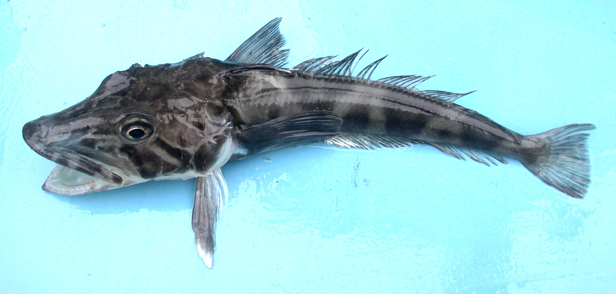Chionodraco hamatus: o peixe antártico que vive abaixo de zero sem sangue vermelho, produz anticongelante natural e sobrevive onde a maioria dos vertebrados morreria