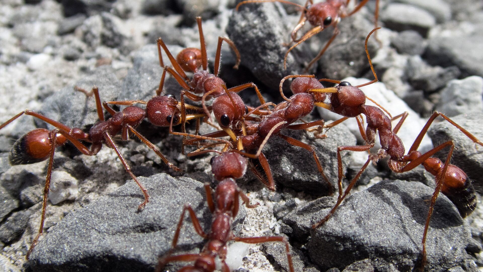 Formiga-de-fogo expulsou espécies nativas, causou prejuízos bilionários à agricultura, virou problema de saúde pública e segue praticamente impossível de erradicar no mundo