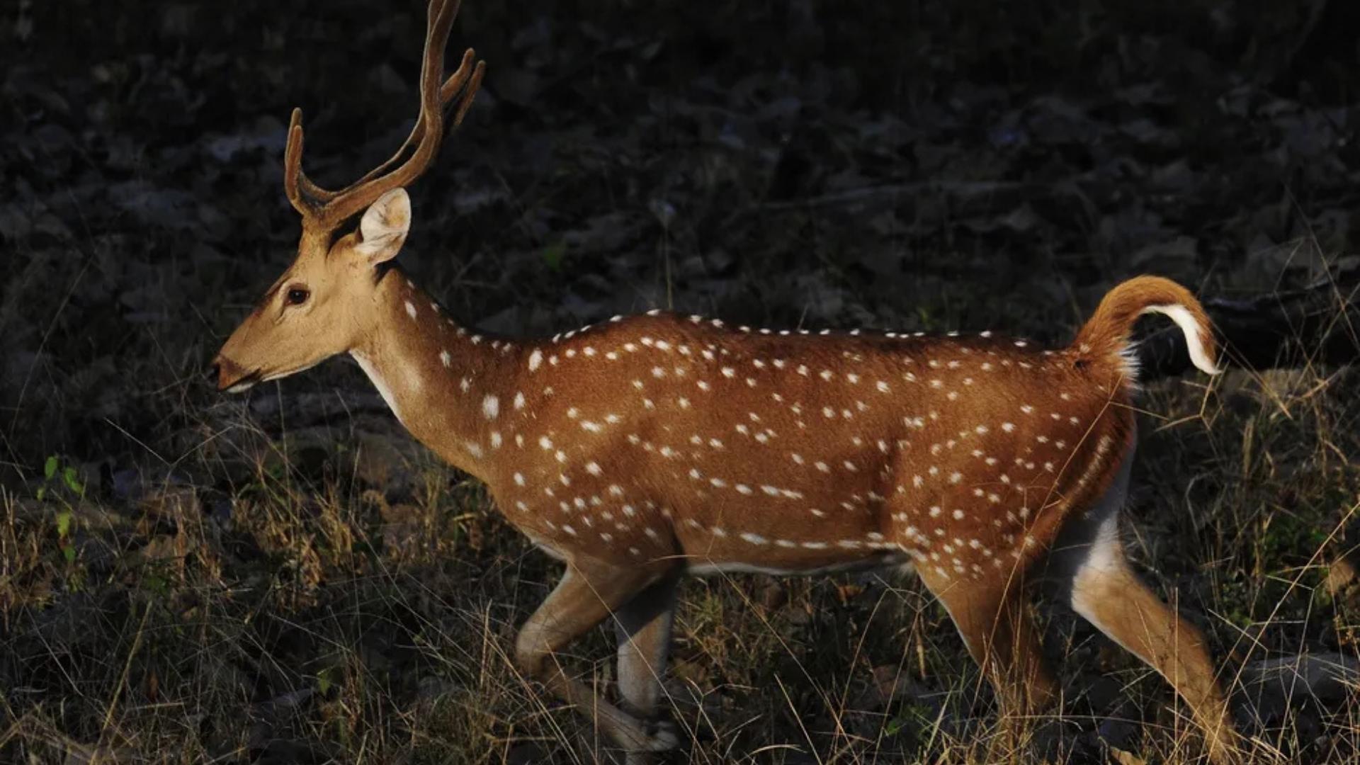 Cervo asiático Axis axis é registrado no Sul do Brasil, invade áreas urbanas e preocupa ambientalistas por riscos à fauna nativa.