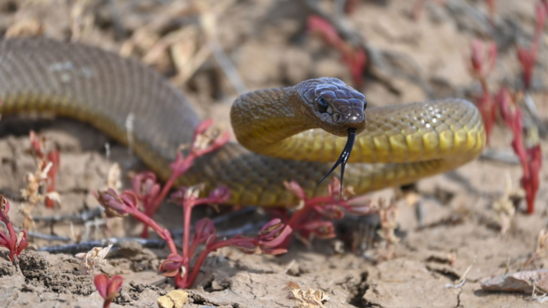 Taipan-do-interior é apontada como a cobra terrestre mais venenosa do mundo, com veneno altamente tóxico, até 2,5 metros e habitat remoto na Austrália.