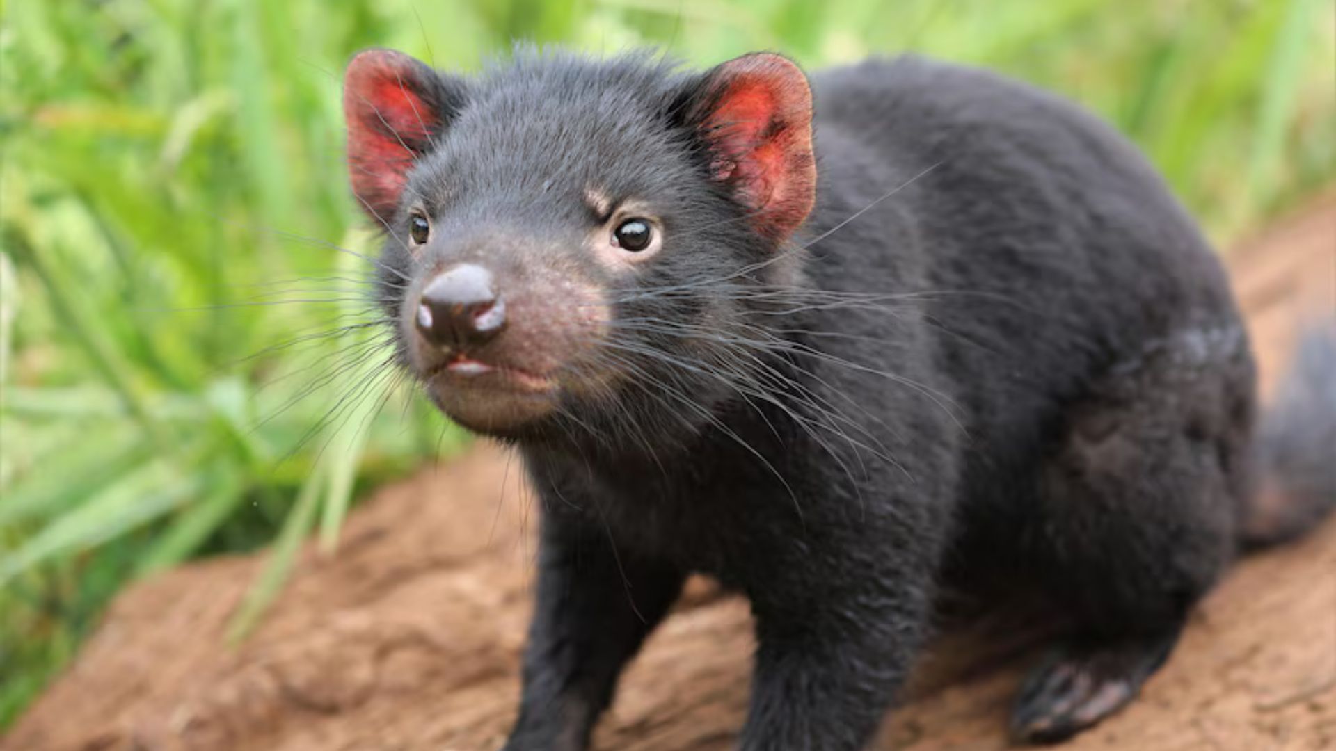 Diabos-da-Tasmânia retornam ao continente após 3.000 anos; filhotes nascem e estudo indica 58% mais gatos ferais onde o predador sumiu.