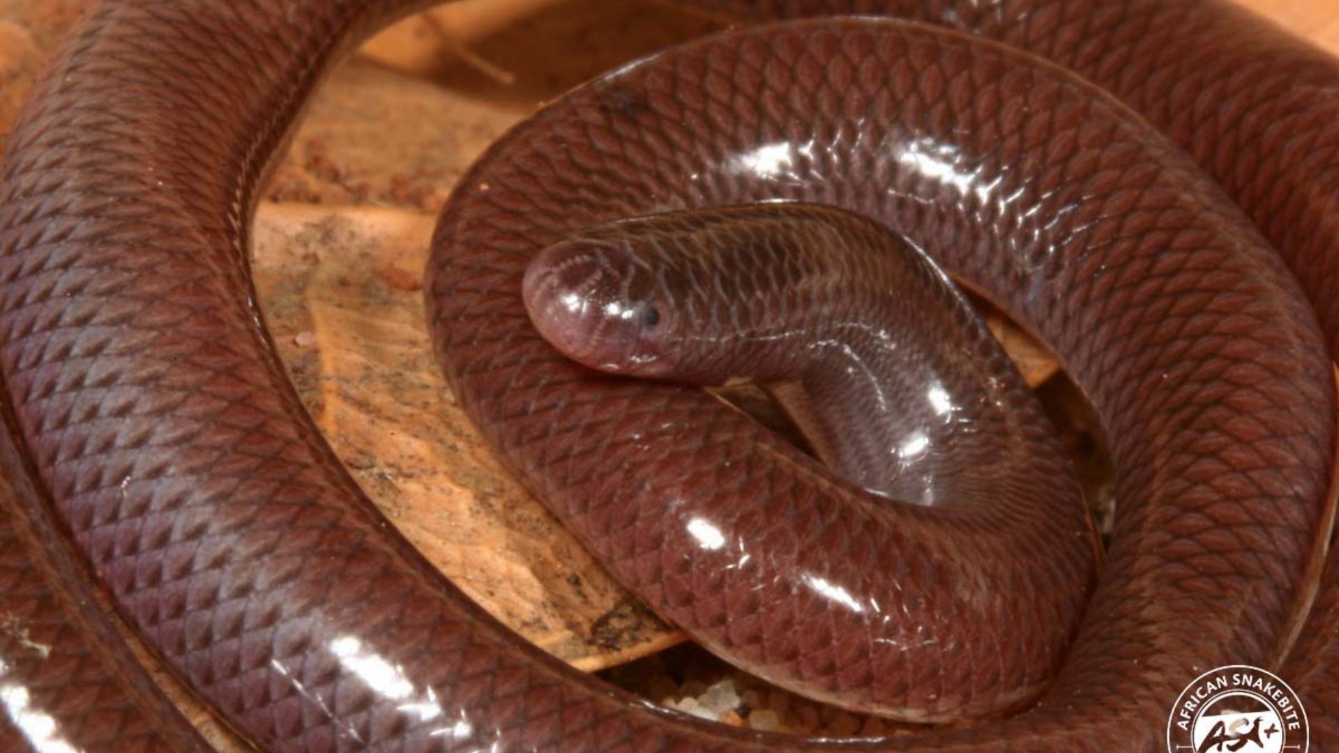 Serpente minúscula se reproduz sem machos, vive enterrada no solo e se espalhou pelo mundo viajando em vasos de plantas, chamando atenção de cientistas e órgãos ambientais.