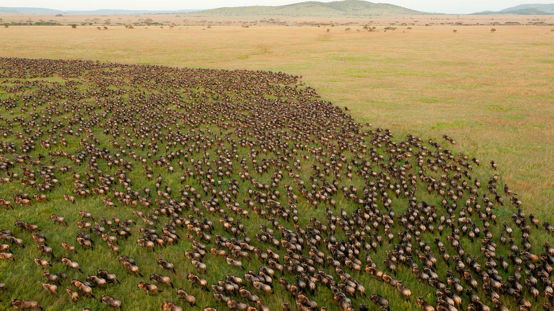Rebanhos de gnus no Serengeti mudaram a savana: ao pastar, reduziram combustível para incêndios e favoreceram a vegetação.
