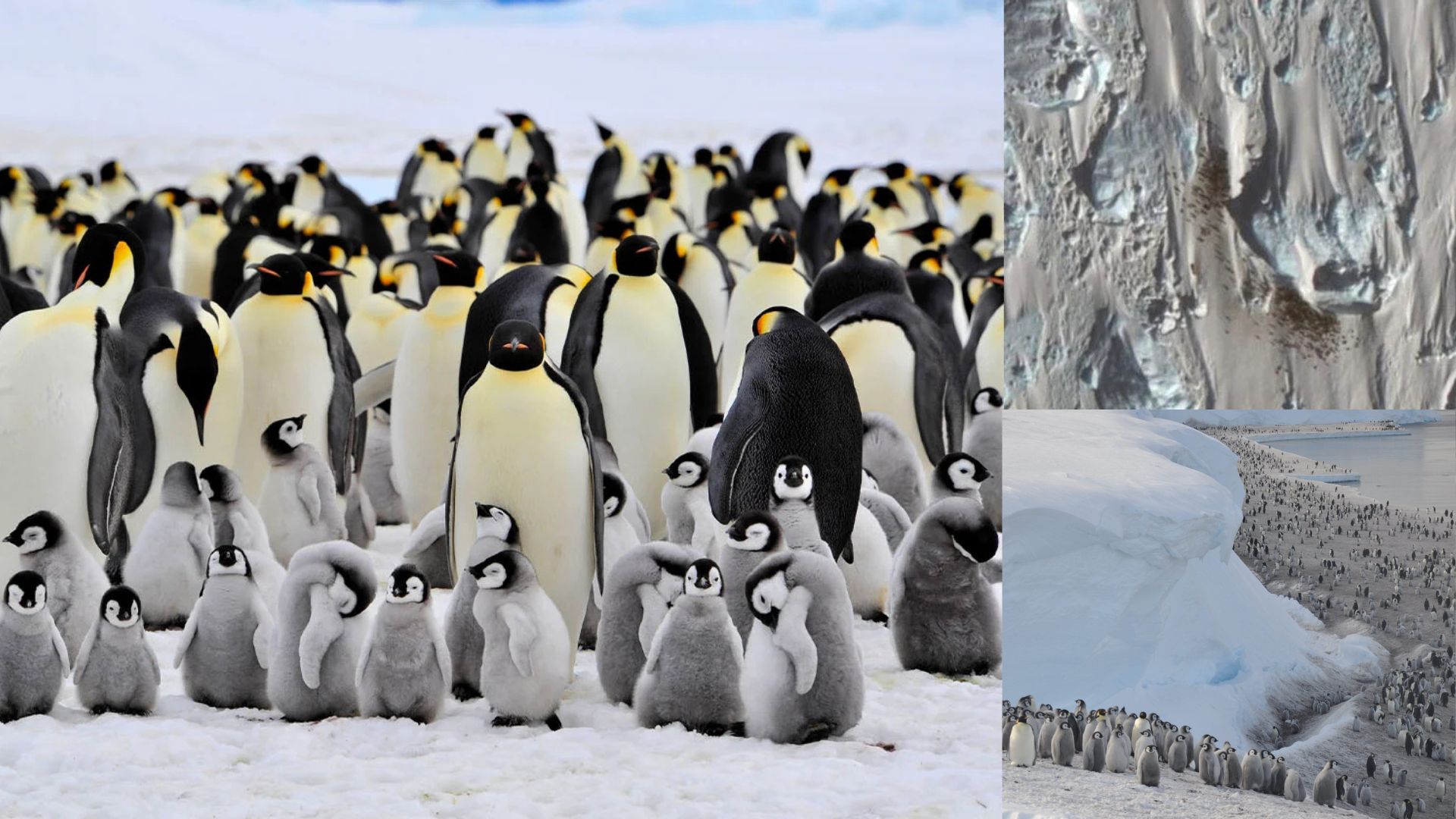 Marcas de guano no gelo ajudaram cientistas a localizar novas colônias de pinguins na Antártida usando imagens de satélite e análise científica.