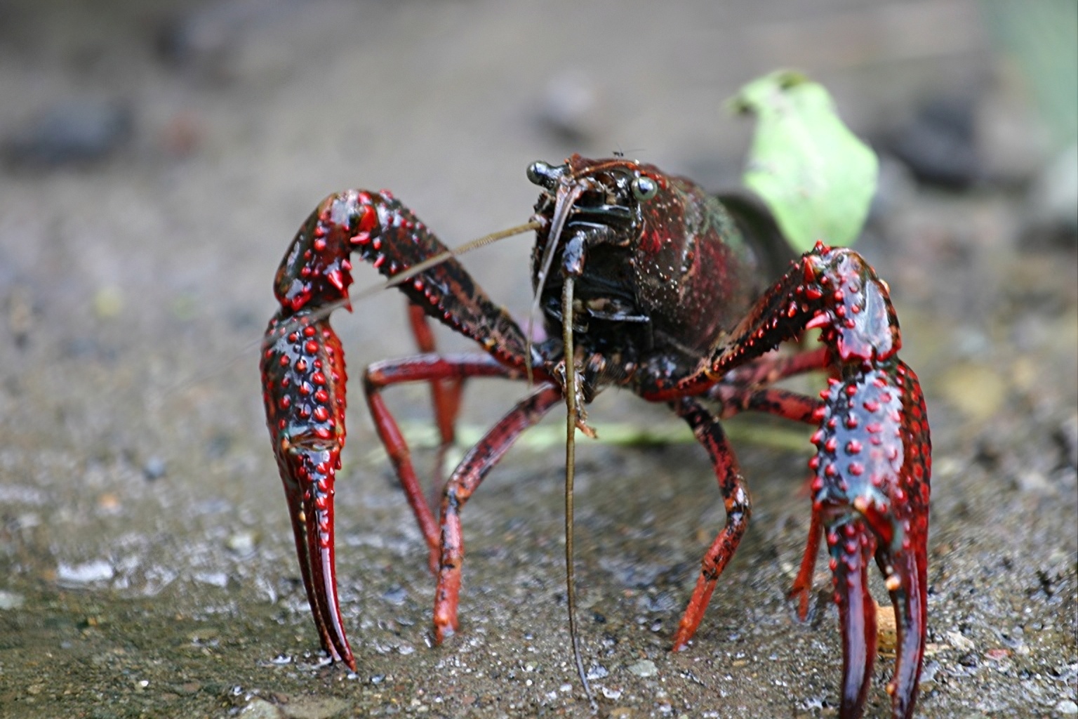 Lagostim-vermelho da Louisiana invadiu rios europeus, transmite fungo mortal, elimina crustáceos nativos e transforma ecossistemas de água doce em poucos anos
