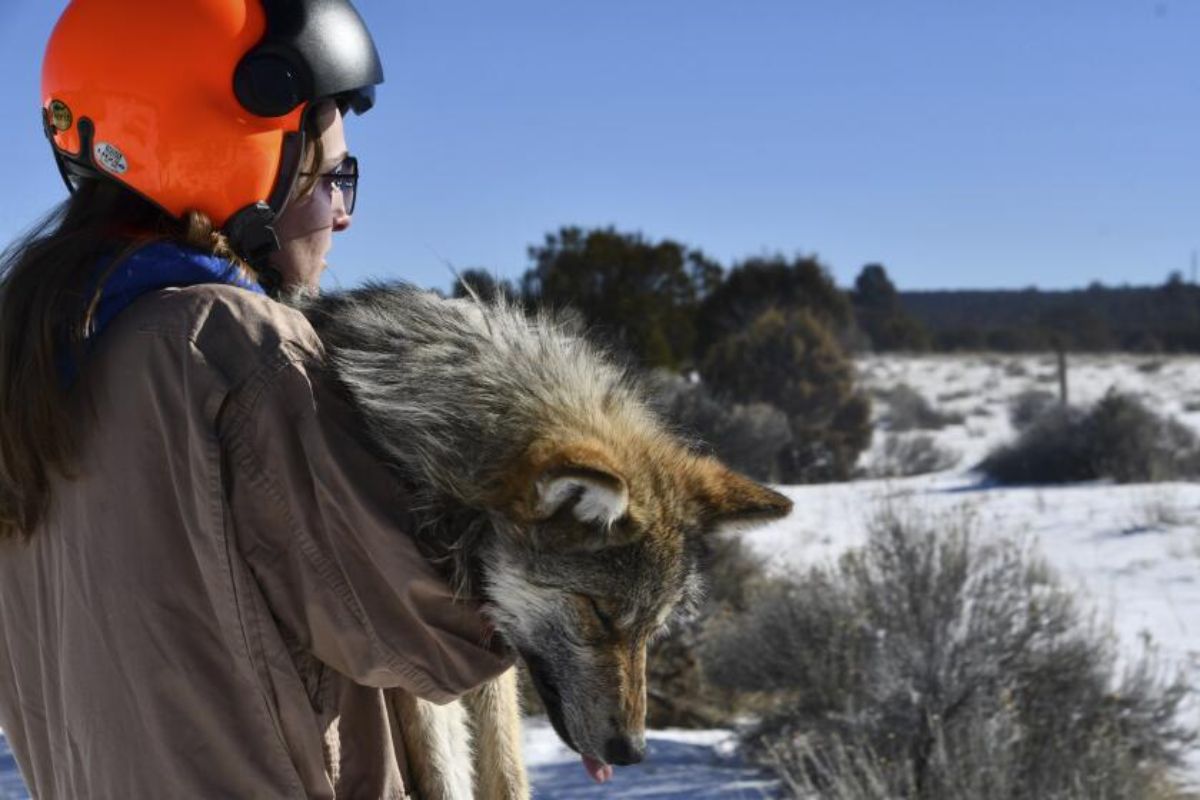 Lobos-vermelhos voltam à Carolina do Norte em 2026, reduzem coiotes, controlam cervos, protegem florestas e mostram como um superpredador pode reconstruir ecossistemas do Sudeste dos Estados Unidos.