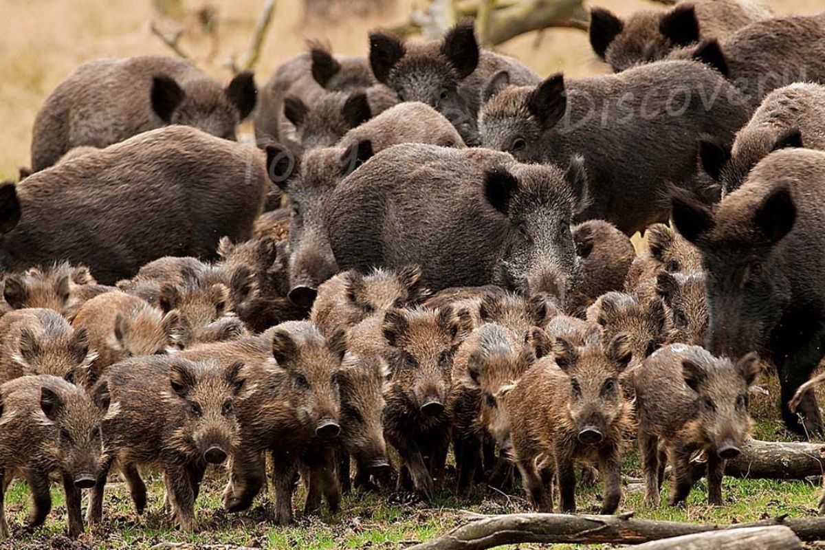 fazendas dos EUA enfrentam javalis, cervos e coiotes; Texas concentra 3,5 a 4 milhões de porcos, perdas de US$ 2,7 bilhões e caça anual sem limite.