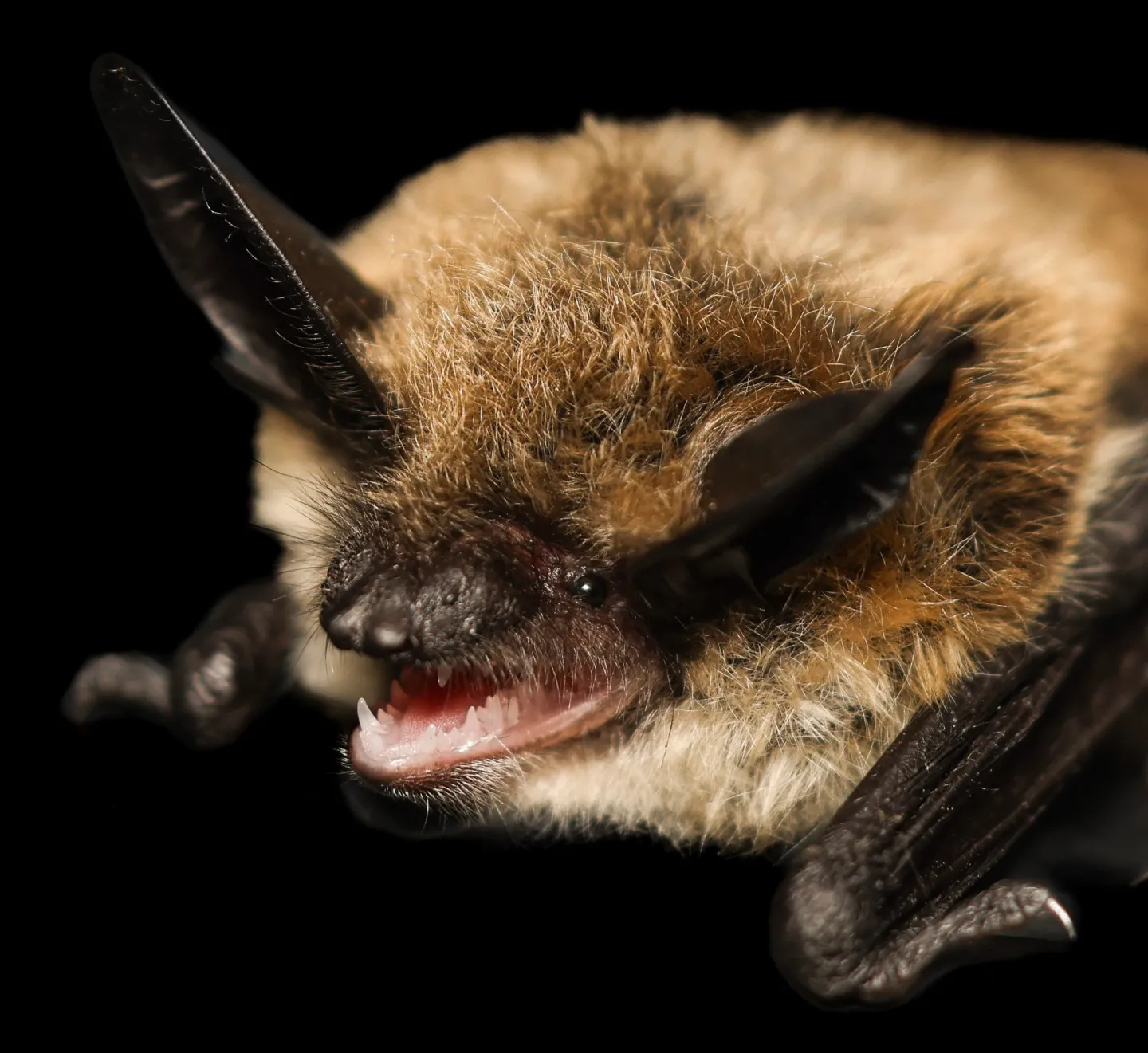 Capaz de voar mais de 1.500 km e viver mais de 40 anos mesmo com metabolismo acelerado, um pequeno morcego europeu está desafiando tudo o que a ciência sabia sobre longevidade animal