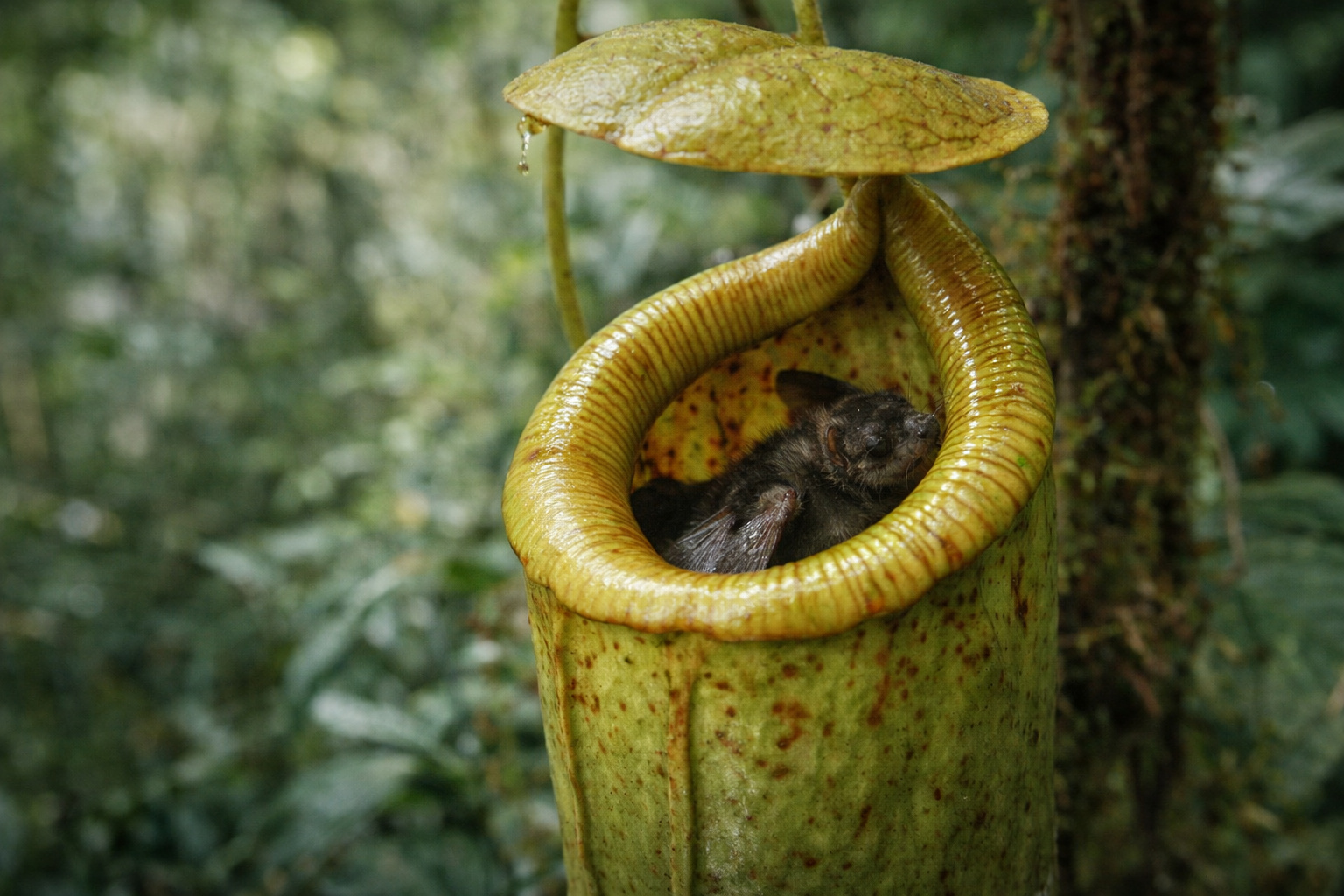 Plantas que comem animais: espécies usam armadilhas químicas e mecânicas para capturar insetos, digerir proteínas e completar o ciclo de nutrientes em solos pobres