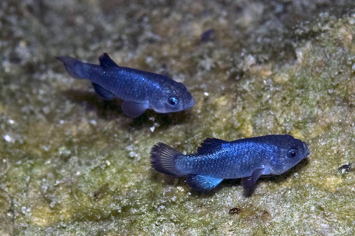 Peixe mais raro do mundo vive no Buraco do Diabo, no deserto de Mojave, sobrevive com pouco oxigênio dissolvido e enfrenta risco real de extinção