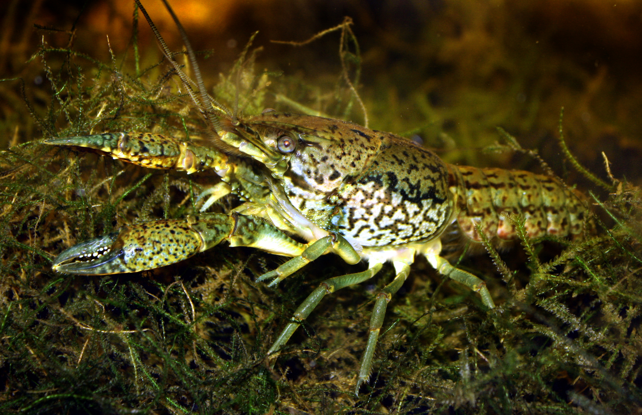 Reproduz-se sozinha, clona sua própria genética, tolera frio extremo e coloniza rios inteiros: o lagostim-marmorizado (Procambarus virginalis) se espalha pela Europa e África sem machos e preocupa ecologistas
