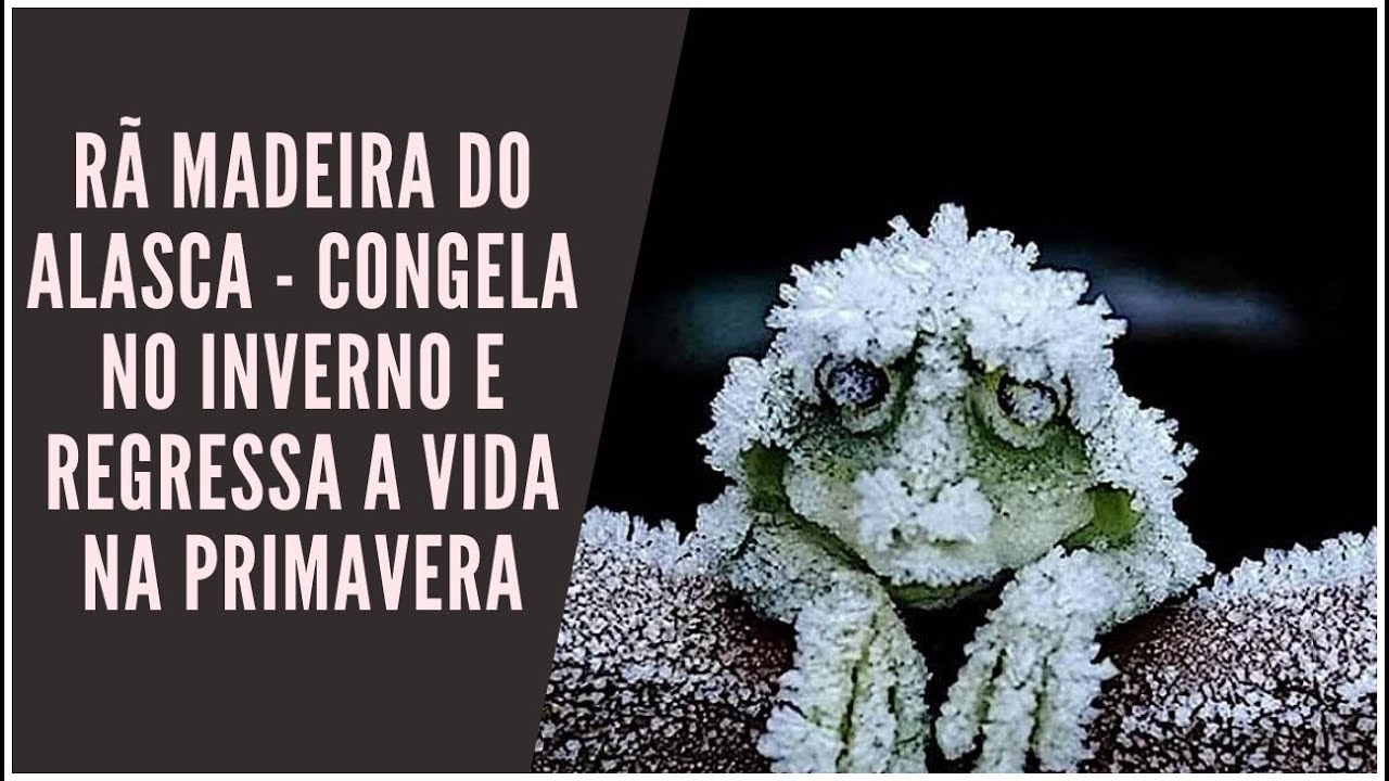 Rana sylvatica, a rã que congela por completo e volta à vida: anfíbio capaz de parar o coração por semanas, congelar até 65% da água do corpo e usar glicose como anticongelante natural