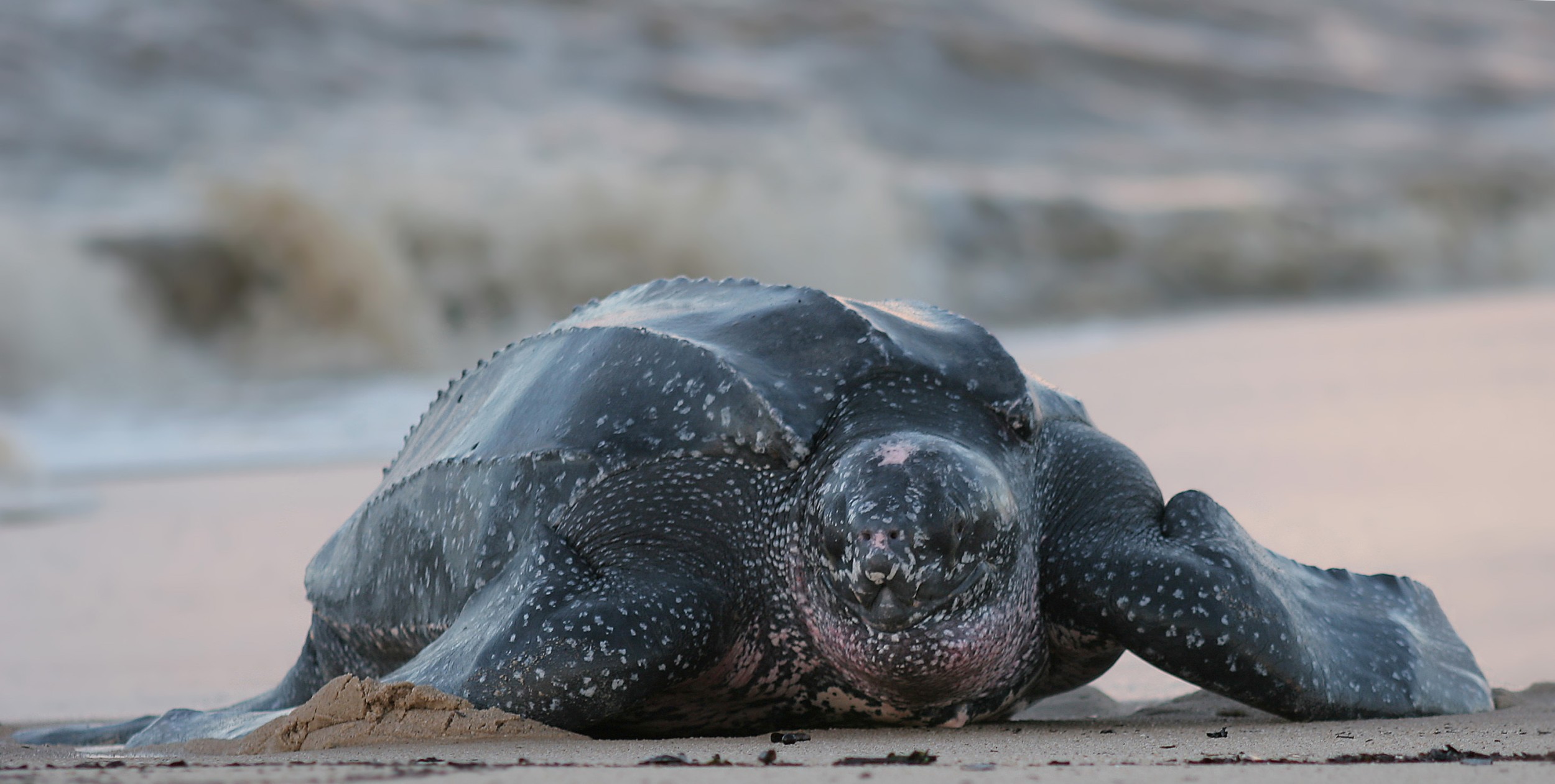 Com até 3 toneladas de massa, quase 3 metros de comprimento e mergulhos que passam dos 1.280 metros, a Tartaruga-de-couro (Dermochelys coriacea) se destaca como o maior réptil marinho e uma das mergulhadoras mais profundas do oceano