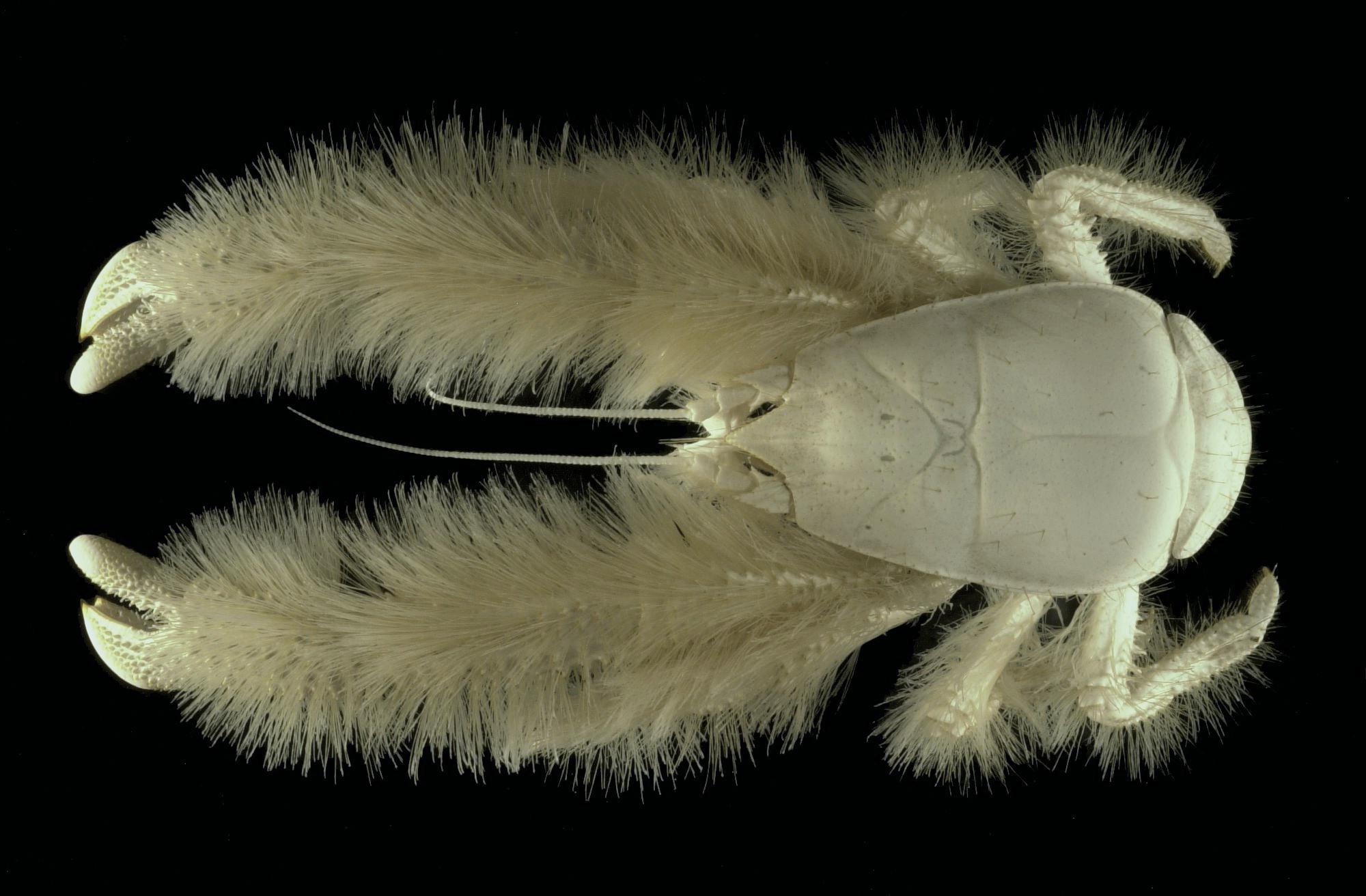 Caranguejo-yeti desafia a lógica da vida: cultiva bactérias nos próprios “pelos”, sobrevive sem luz a mais de 2.000 metros de profundidade e transforma fontes hidrotermais tóxicas em fazendas microscópicas de energia