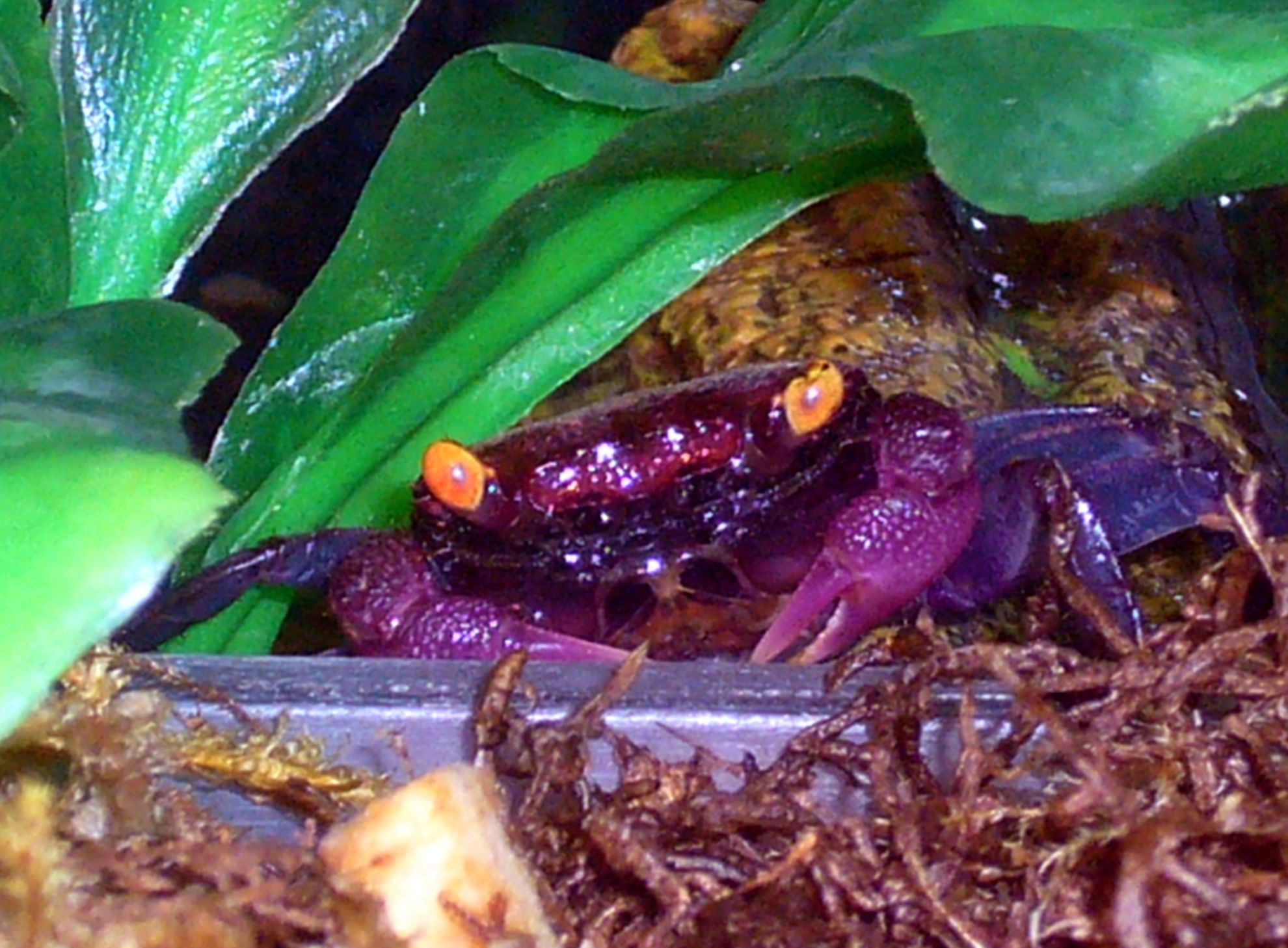 Caranguejo-Vampiro quebra todas as regras dos crustáceos: vive fora d’água em florestas tropicais da Indonésia, exibe olhos amarelos brilhantes e cores intensas, adota hábitos noturnos e parece saído de um filme de terror, mas é 100% real