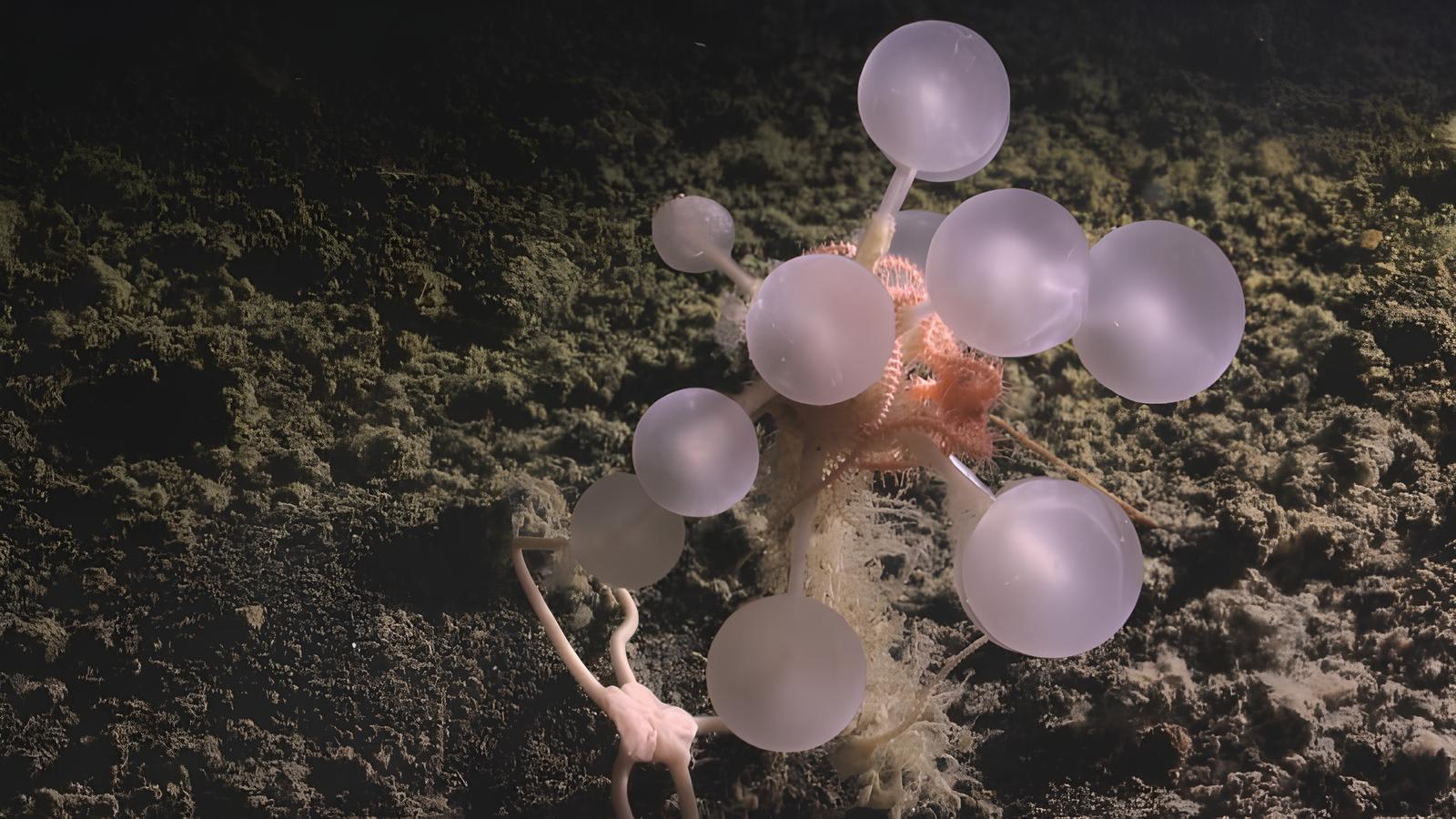 A 3.600 metros sob o gelo, pesquisadores encontram colônias gigantes de esponjas carnívoras "bola da morte" que se alimentam de ossos e sobrevivem abaixo de 0 °C