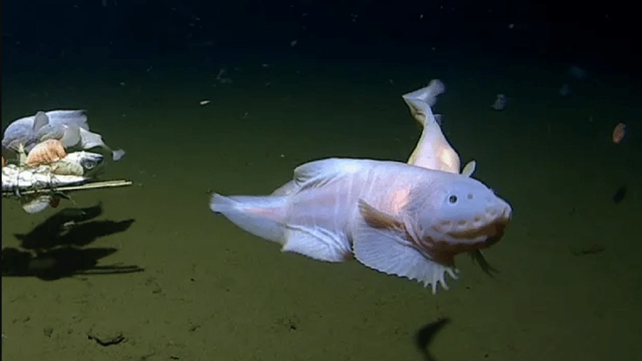 O peixe-caracol Pseudoliparis é filmado a 8.336 metros, torna-se o mais profundo já registrado na história e surge no limite biológico da vida marinha nas trincheiras do Pacífico
