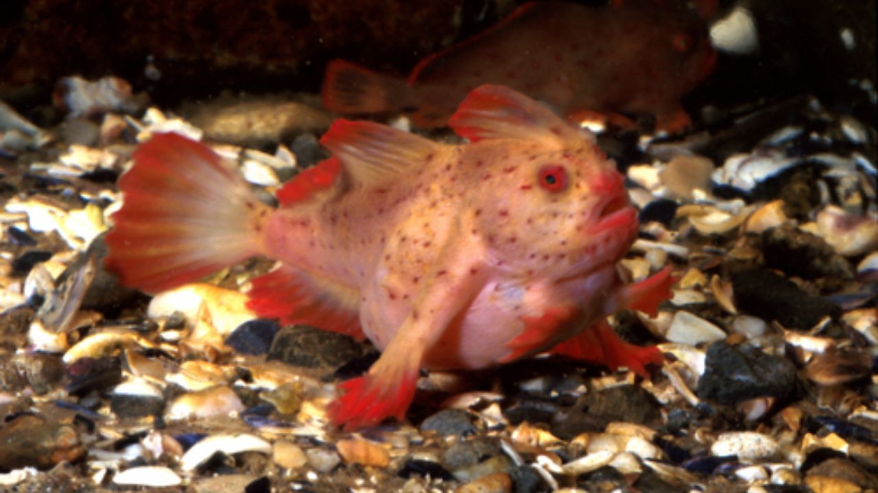O peixe-mão liso (Sympterichthys unipennis) foi oficialmente declarado extinto pela IUCN. Entenda o que levou ao desaparecimento da espécie e os impactos ambientais.