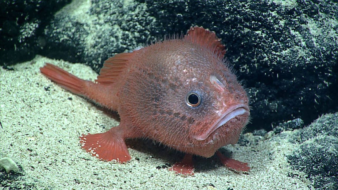 Coffinfish, um peixe abissal, surpreende cientistas ao inflar o corpo, otimizar a respiração e economizar energia em grandes profundidades.