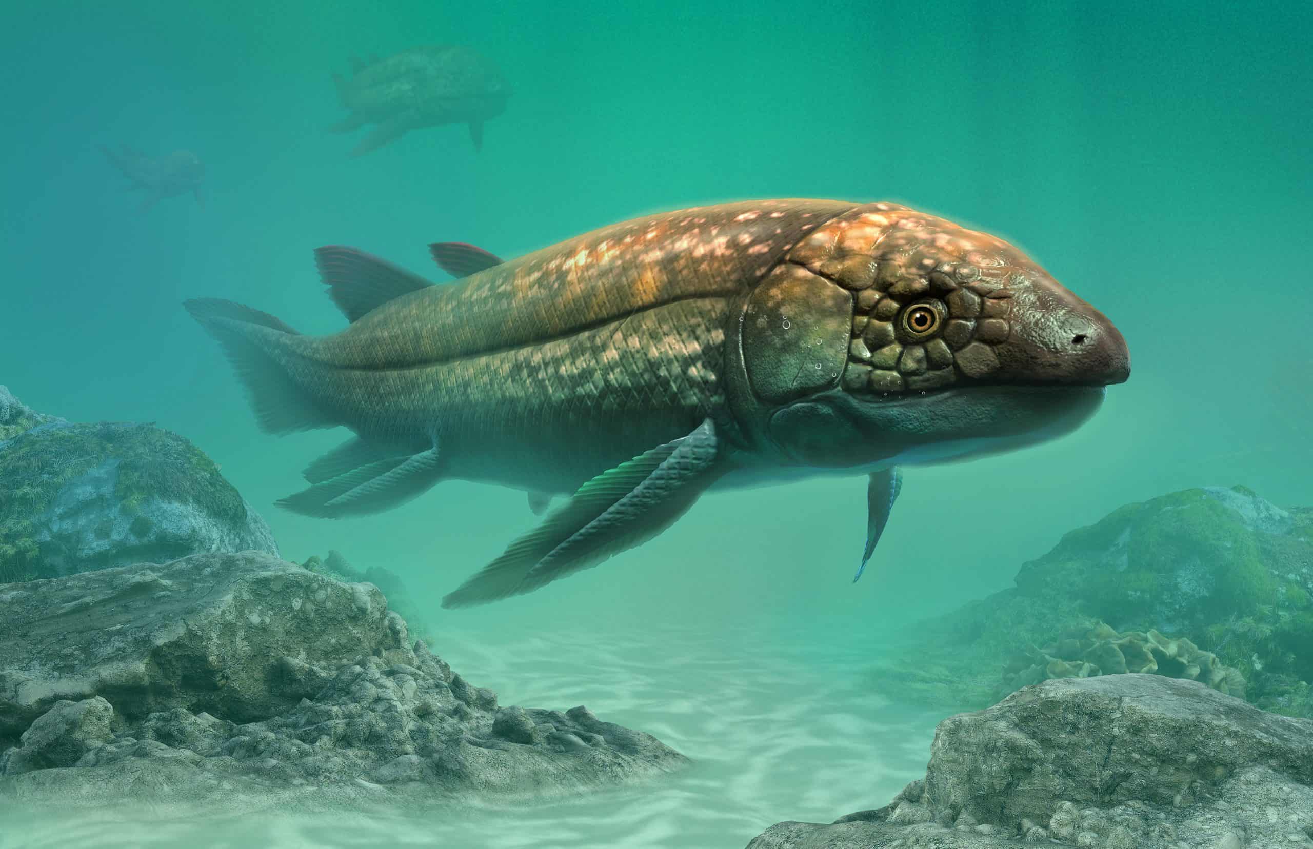 Peixe desafia a lógica da vida aquática: enterrado na lama, ele sobrevive até 4 anos sem água, respira ar atmosférico e reduz o metabolismo a níveis extremos para vencer secas absolutas