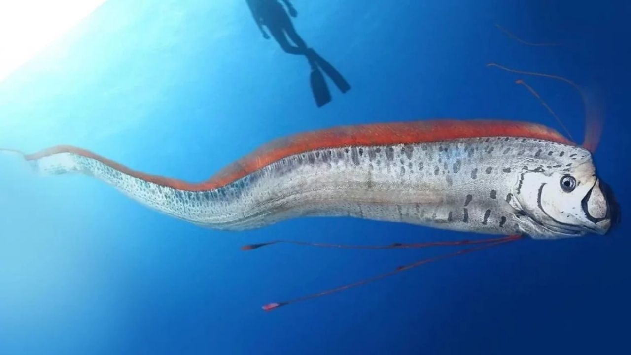 A lenda do peixe-remo atravessa séculos e associa o raro aparecimento do animal a desastres naturais, segundo crenças tradicionais.