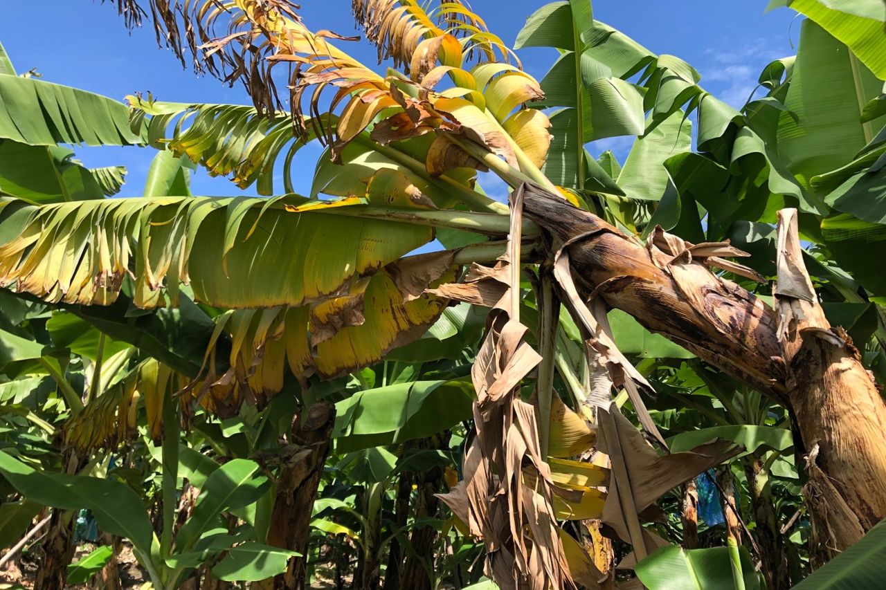 O 'inimigo invisível' que pode derrubar até 30% da banana do planeta, ameaça alimento básico de 400 milhões de pessoas e já avança por três continentes sem cura conhecida