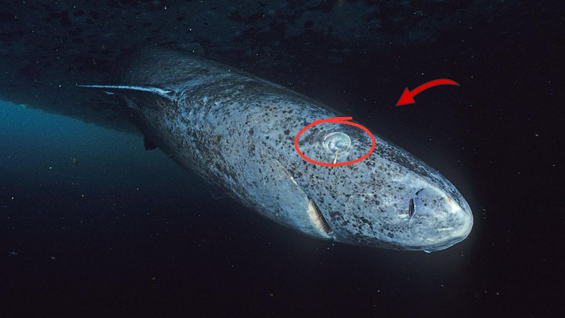 Tubarão-da-Groenlândia nadando no oceano profundo com olhos adaptados à visão em baixa luminosidade.