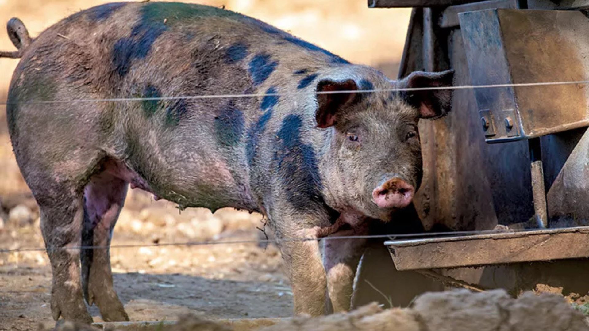 Carne de porco caipira ganha força no mercado gourmet ao unir marmoreio, terroir alimentar e manejo que a suinocultura industrial não replica.