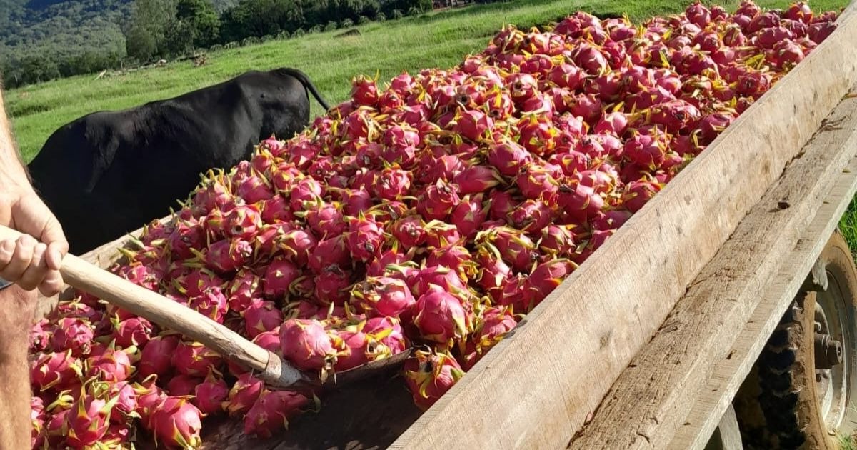 Pitaya, Colheita
