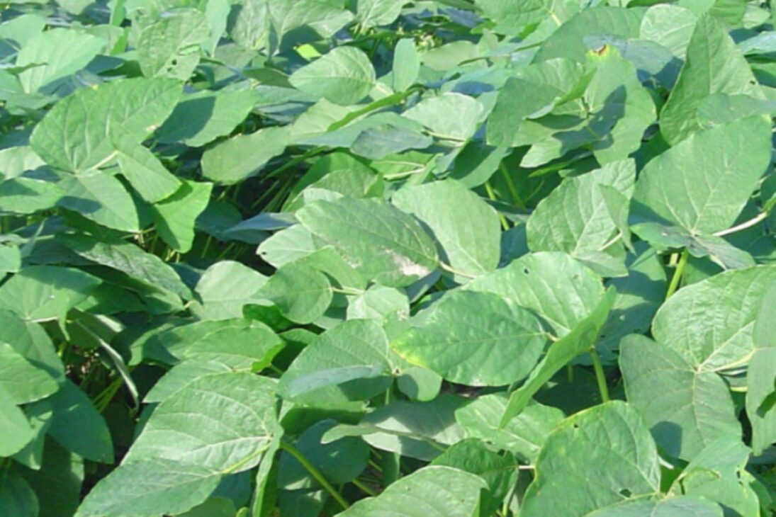 Plantas como girassol e nabo forrageiro geram biomassa e ajudam a recuperar solo compactado sem química.