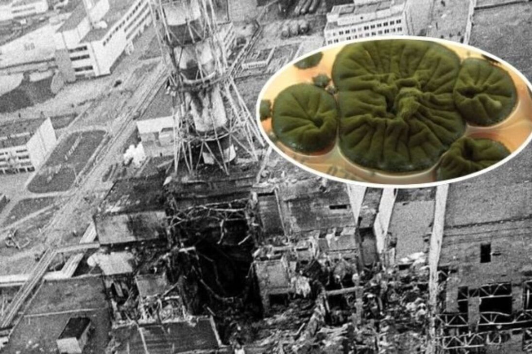 Fungos alienígenas descobertos em Chernobyl usam melanina para absorver radiação e podem proteger astronautas em Marte, segundo testes da NASA.