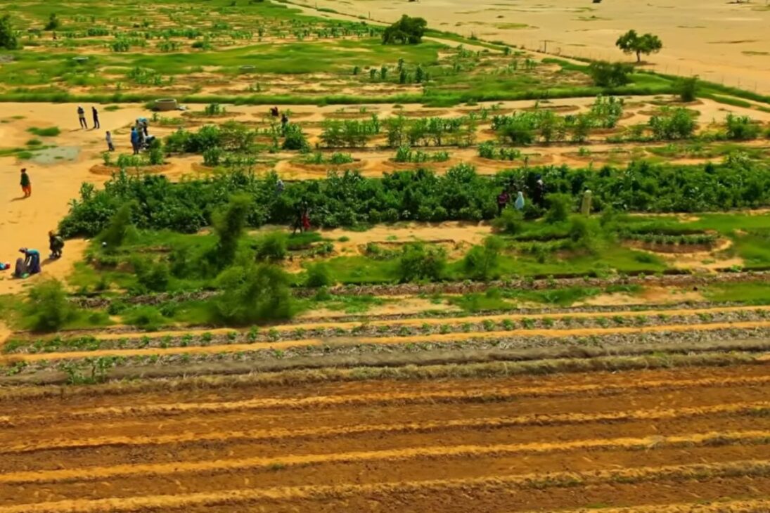 Vale desértico recupera água da chuva, regenera solo e reativa ecossistema em área seca da Arábia Saudita.