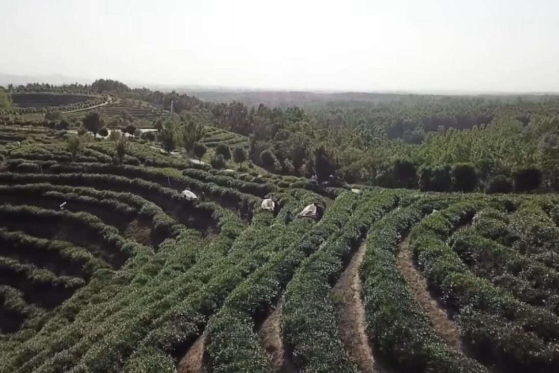 China combina agricultura orgânica, biotecnologia e vendas ao vivo para proteger a renda rural no novo plano do campo.