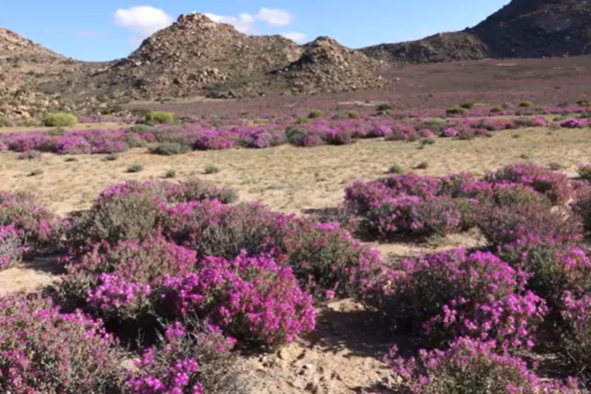 Chuva fora do normal cobre o deserto mais seco do mundo com um mar de flores e acende alerta entre especialistas para os efeitos cada vez mais visíveis da crise climática