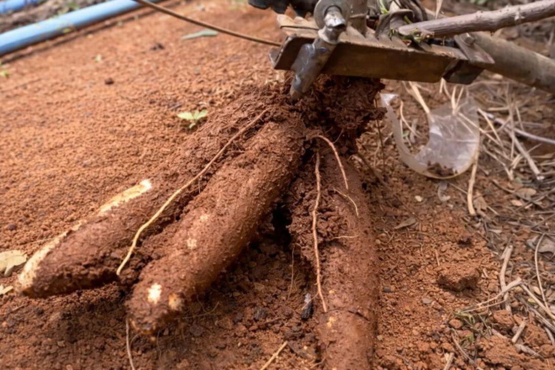 Nova mandioca da Embrapa ganha produtividade com irrigação e manejo eficientes no DF e reduz desperdícios na lavoura.