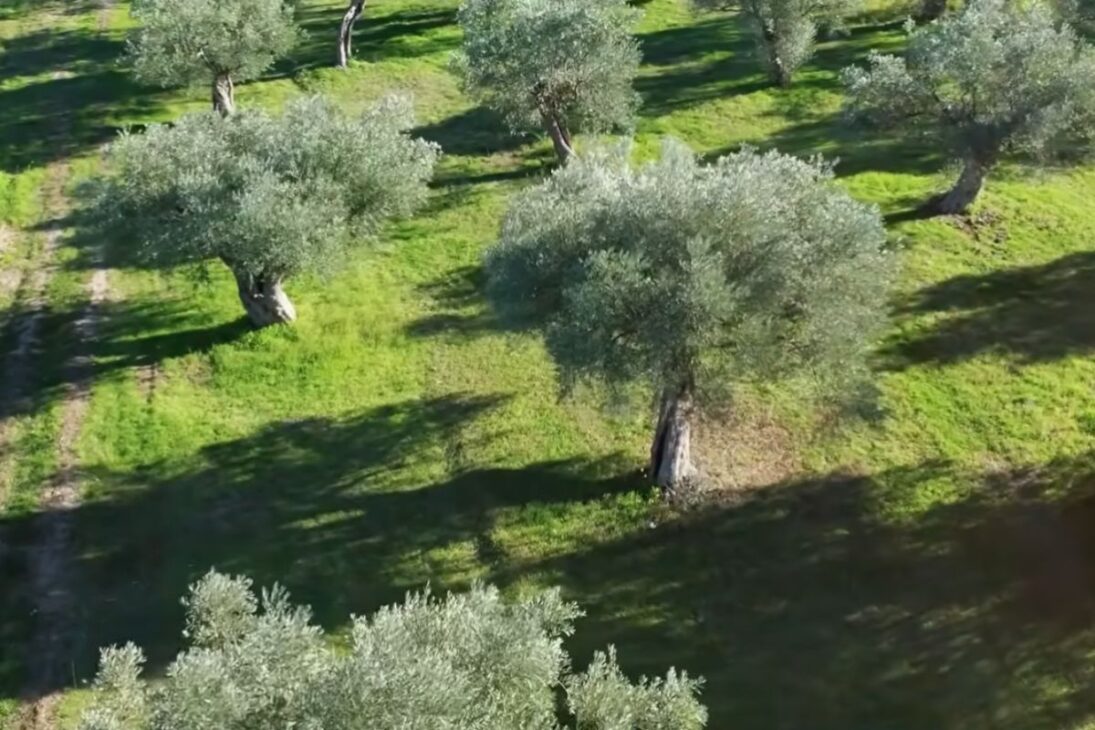 Oásis produtivo mostra como agricultores usam chuva e água para regenerar o deserto com técnicas simples e alta eficiência.
