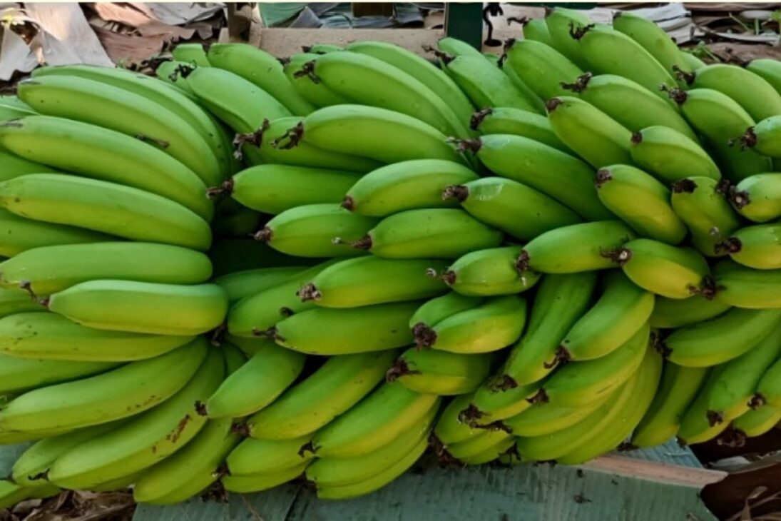 Banana ambrosia é a nova cultivar do Incaper para o Espírito Santo. Resistente a três doenças da bananicultura, produz cachos de mais de 30 kg.