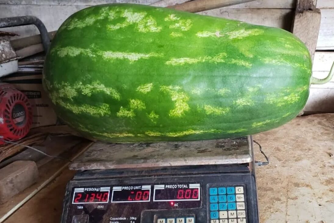 Frutas gigantes no Brasil mostram como melancia, abóbora e goiaba respondem a técnicas de cultivo e manejo.