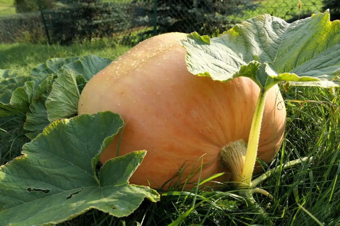 Frutas gigantes no Brasil mostram como melancia, abóbora e goiaba respondem a técnicas de cultivo e manejo.