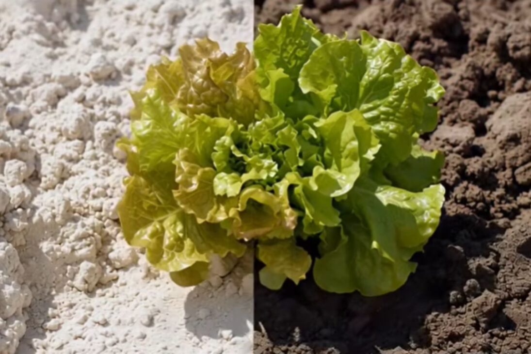 Terra fértil com cobertura morta, esterco curtido, solo protegido e matéria orgânica transforma areia seca em horta produtiva.