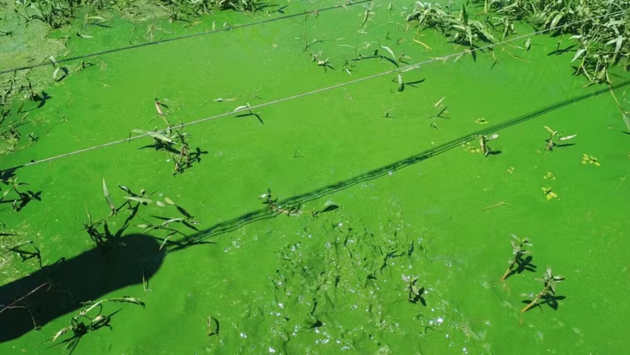 Mancha de algas cobre 105 km no Rio Tietê, afeta quatro cidades paulistas e provoca alerta por eutrofização, mau cheiro e risco à vida aquática. Foto: Adalberto Carvalho e Thiago Henrique da Silva/Arquivo pessoal