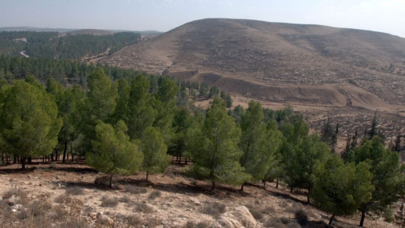 Floresta plantada no deserto do Negev captura carbono, mas absorve calor e consome água, revelando dilemas climáticos e ecológicos.