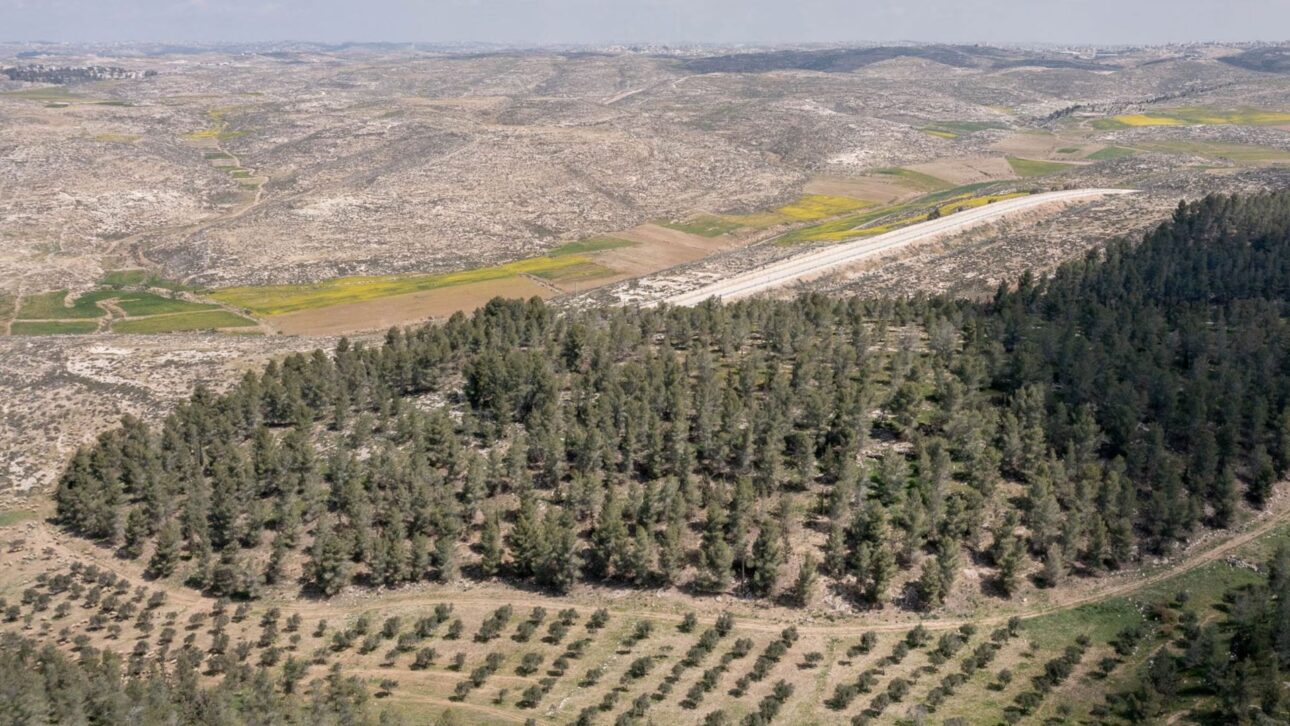 Floresta plantada no deserto do Negev captura carbono, mas absorve calor e consome água, revelando dilemas climáticos e ecológicos.