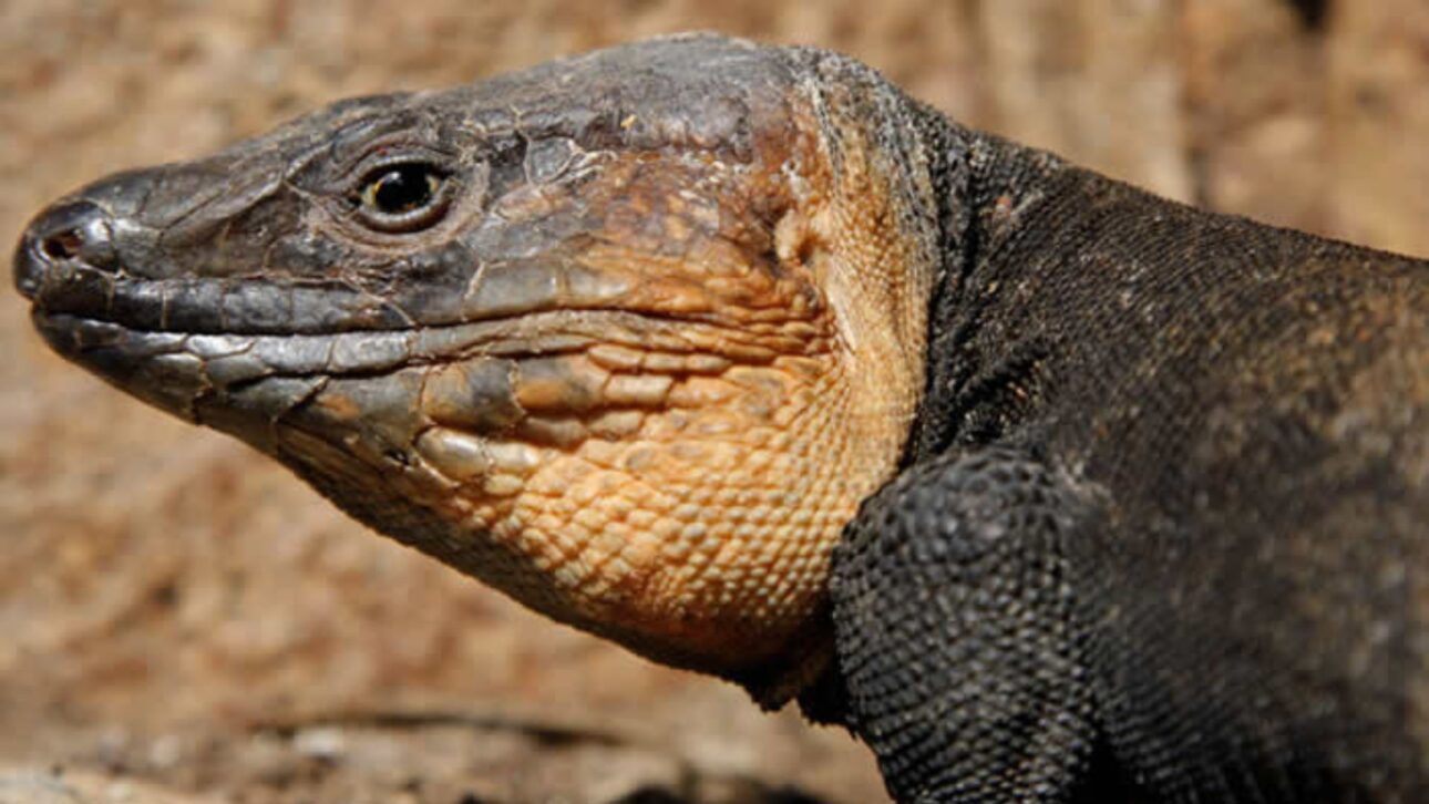Lagarto gigante de La Gomera reaparece após séculos e entra em plano de recuperação com criação em cativeiro e controle de predadores.
