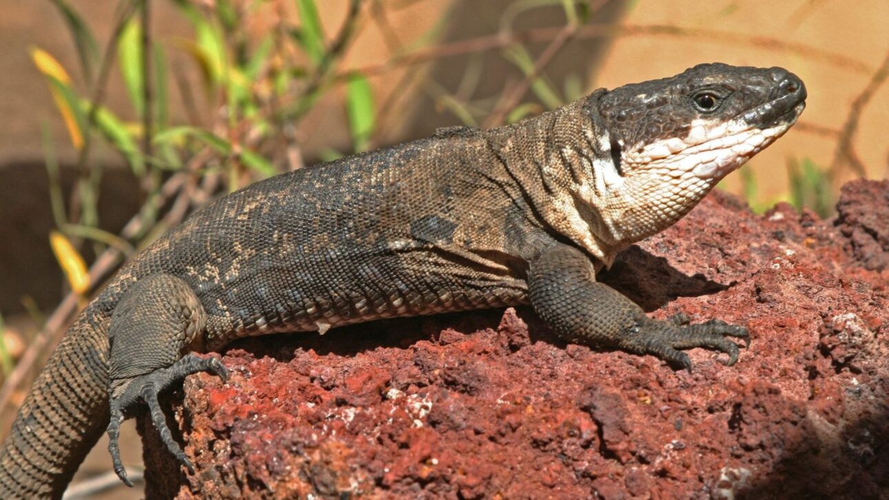 Lagarto gigante de La Gomera reaparece após séculos e entra em plano de recuperação com criação em cativeiro e controle de predadores.