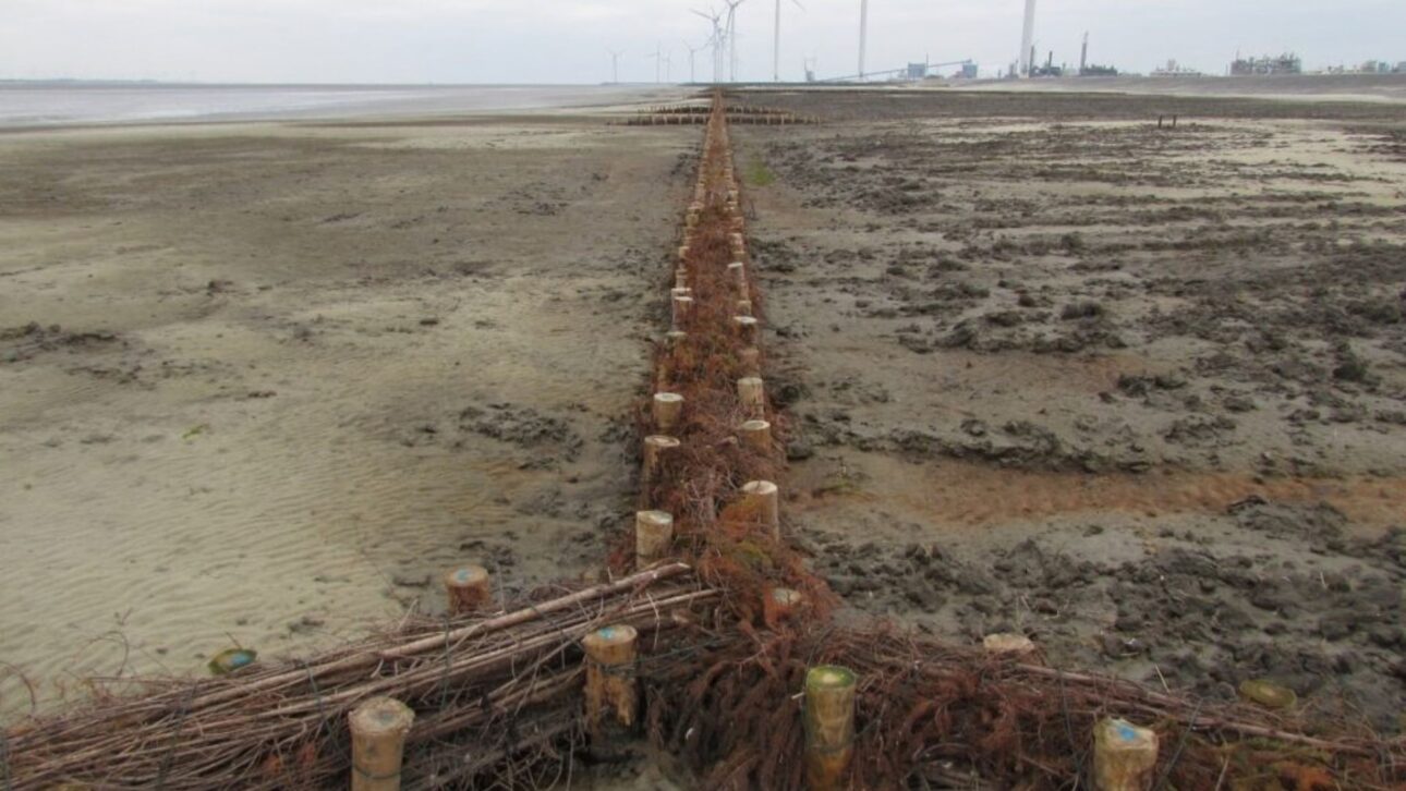 Holanda cria sapal de 15 hectares com barragens de galhos e 1,35 milhão de plantas para reforçar a proteção costeira contra o avanço do mar.